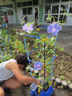 ２年生 あさがおの花が咲き始めました ５月に撒いたあさがおの種 可愛い双葉が生えてきて 子どもたちは大喜びでした ６月には本葉が出て つるがのび始めました ７月 待望のあさがおの花が咲き始めました 水色 青色 赤紫色 紫色 うすい